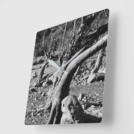 SCHWARZE UND WEISSE BÄUME QUADRATISCHE WANDUHR (Winkel)