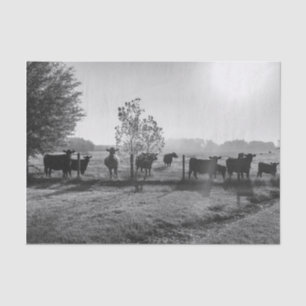 Schwarze und weiße Felskühe Fotodekoupage Seidenpapier