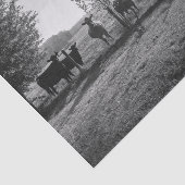 Schwarze und weiße Felskühe Fotodekoupage Seidenpapier (Ausschnitt)