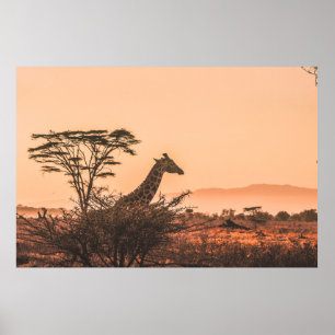 SCHWARZE UND WEISSE GIRAFFE AUF BROWN GRASS FELD POSTER