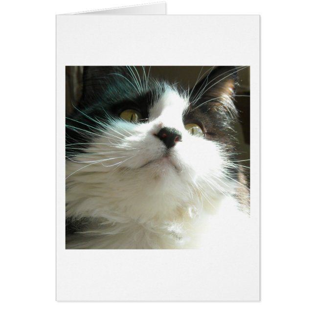 Schwarze und weiße Katze (Vorne)