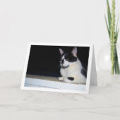 Schwarze und weiße Katze am Nachtportrait Karte (Vorderseite)