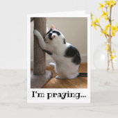 Schwarze und Weiße Katze beten Karte (Gelbe Blume)