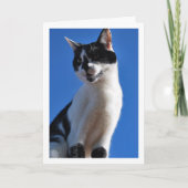 Schwarze und weiße Katze, blauer Himmel Karte (Vorderseite)