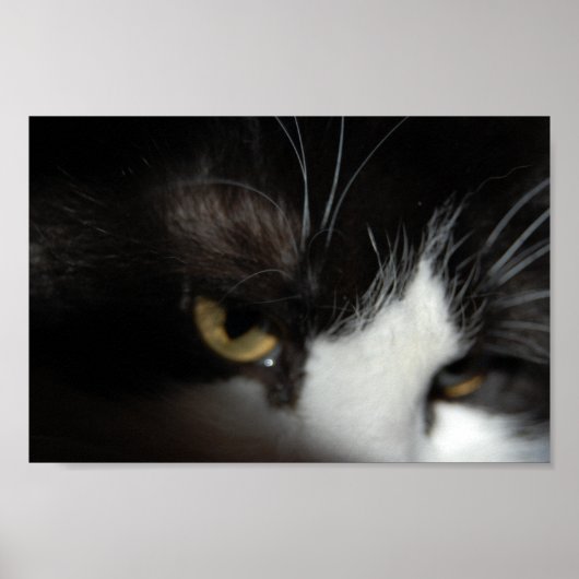 Schwarze und weiße Katze Poster (Vorne)