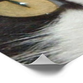 Schwarze und weiße Katze Poster (Ecke)