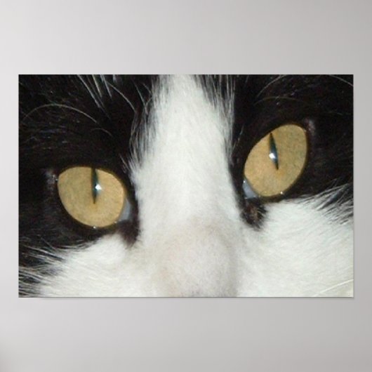 Schwarze und weiße Katze Poster (Vorne)