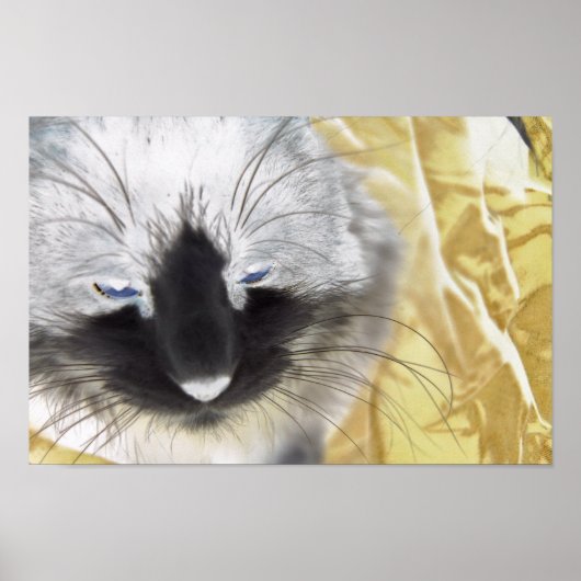 Schwarze und weiße Katze Poster (Vorne)