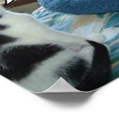 Schwarze und weiße Katze Poster (Ecke)