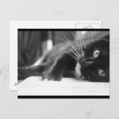 Schwarze und weiße Katze Postkarte (Vorne/Hinten)