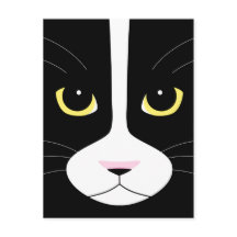 Schwarze und weiße Katze