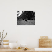 Schwarze und weiße Kühe auf einer Hillside 16x20 Poster (Küche)