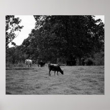 Schwarze und weiße Kühe auf einer Hillside 16x20
