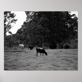 Schwarze und weiße Kühe auf einer Hillside 16x20 Poster