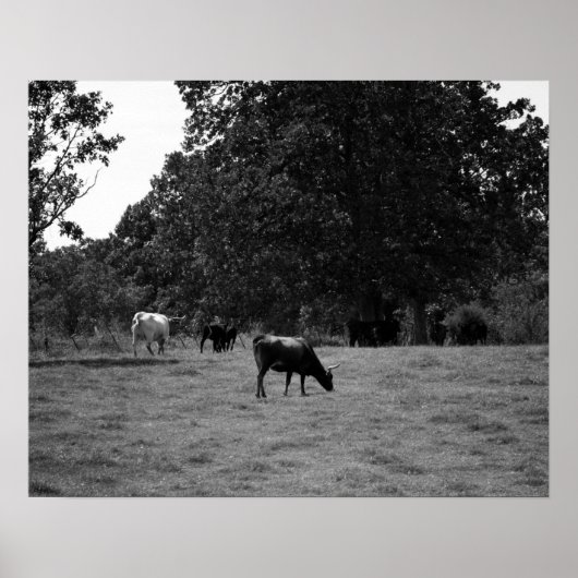 Schwarze und weiße Kühe auf einer Hillside 16x20 Poster (Vorne)