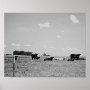 Schwarze und weiße Kühe mit Kälbern von 16 x 20 Poster