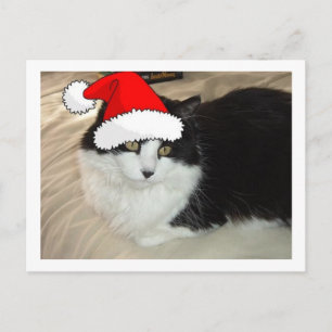 Schwarze und weiße, langhaarige Katze Postkarte