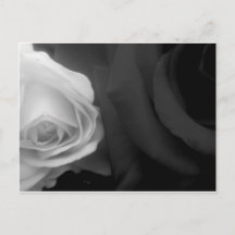 Schwarze und weiße Rosen