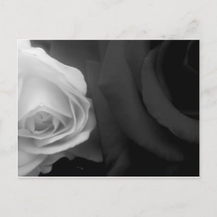 Schwarze und weiße Rosen Postkarte
