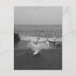 Schwarze und weiße Schwäne und Vögel am Ontariosee Postkarte