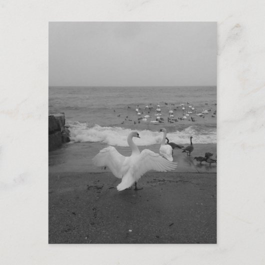 Schwarze und weiße Schwäne und Vögel am Ontariosee Postkarte (Vorderseite)