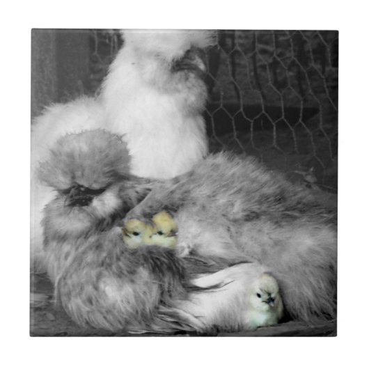 Schwarze und weiße Silkie-Hühner mit gelben Hühner Fliese (Vorderseite)