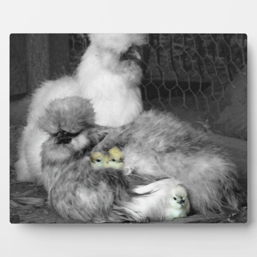 Schwarze und weiße Silkie-Hühner mit gelben Hühner Fotoplatte (Vorderseite)