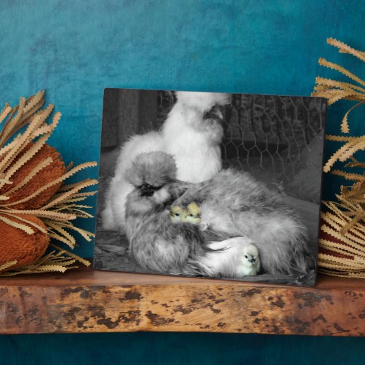 Schwarze und weiße Silkie-Hühner mit gelben Hühner Fotoplatte (Seite)