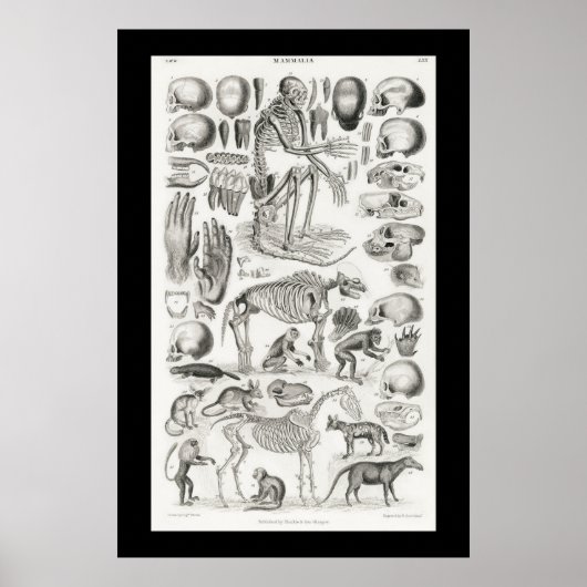 Schwarze und weiße Tierskelette Skulls Mammalia Poster (Vorne)