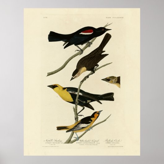 Schwarze Vögel und Oriole, Audubons Vögel von Amer Poster (Vorne)