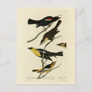 Schwarze Vögel und Oriole, Audubons Vögel von Amer Postkarte