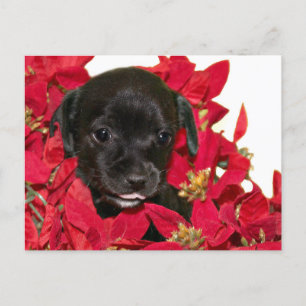 Schwarze Welpen Weihnachten