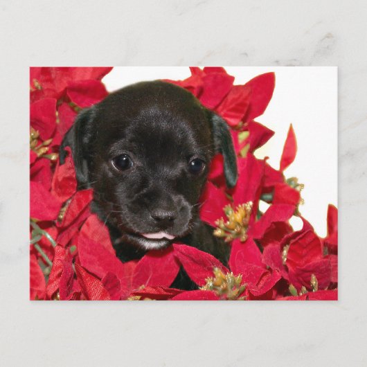 Schwarze Welpen Weihnachten (Vorderseite)