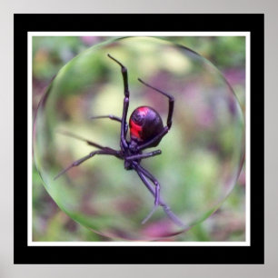 Schwarze Witwe Poster