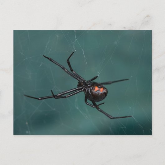 Schwarze Witwe-Spinne Postkarte (Vorderseite)
