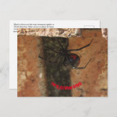 Schwarze Witwe-Spinne Postkarte (Vorne/Hinten)