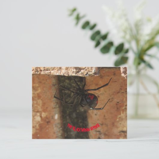 Schwarze Witwe-Spinne Postkarte (Stehend Vorderseite)