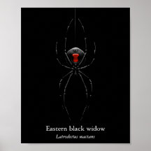 Schwarze Witwenspinnenposter (Halbglanz)