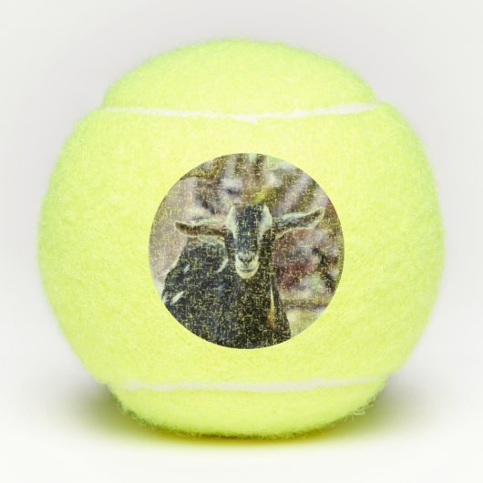 Schwarze Ziege Tennisbälle (Vorderseite)