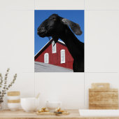 Schwarze Ziege und rote Scheune Poster (Küche)