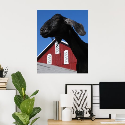 Schwarze Ziege und rote Scheune Poster (Heimbüro)