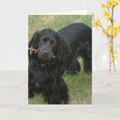schwarzenglische Cocker spaniel full 2 Karte (Gelbe Blume)