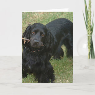 schwarzenglische Cocker spaniel full 2 Karte