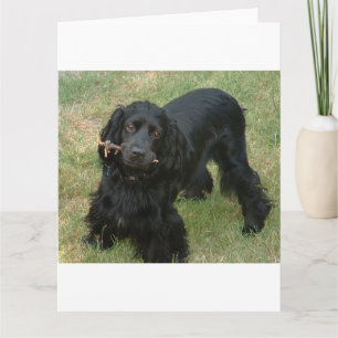 schwarzenglische Cocker spaniel full 2 Karte