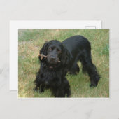 schwarzenglische Cocker spaniel full 2 Postkarte (Vorne/Hinten)