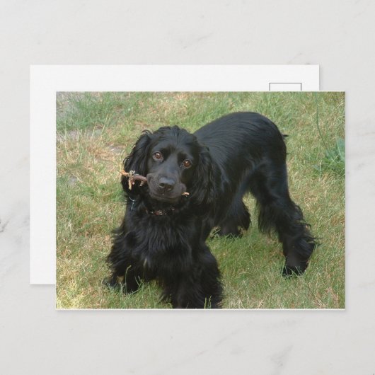 schwarzenglische Cocker spaniel full 2 Postkarte (Vorne/Hinten)
