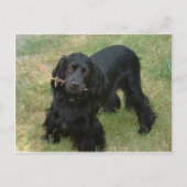 schwarzenglische Cocker spaniel full 2 Postkarte (Vorderseite)