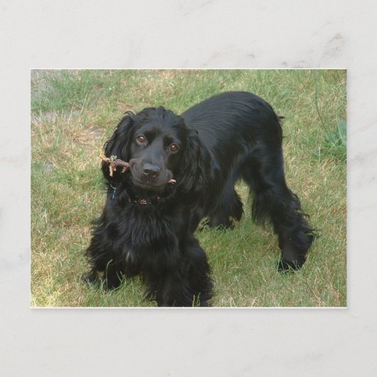 schwarzenglische Cocker spaniel full 2 Postkarte (Vorderseite)