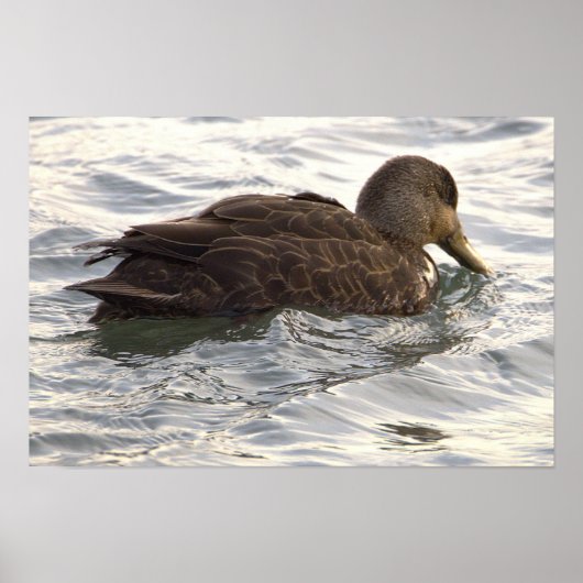 Schwarzente Fotoplakat Poster (Vorne)