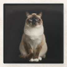 Schwarzer 4 Luxe Glasuntersetzer, Birma-Katze